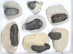 Lot: Assorted Devonian Trilobites - Pieces #84739-2